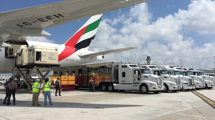 Emirates SkyCargo przewiozły blisko 100 koni przez trzy kontynenty