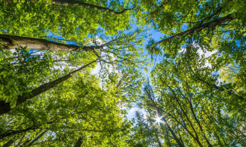 Koło ratunkowe dla neutralności klimatycznej w Polsce – jeszcze nie jest za późno